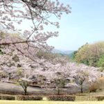 心の開花で笑顔を満開にしませんか？＾＾